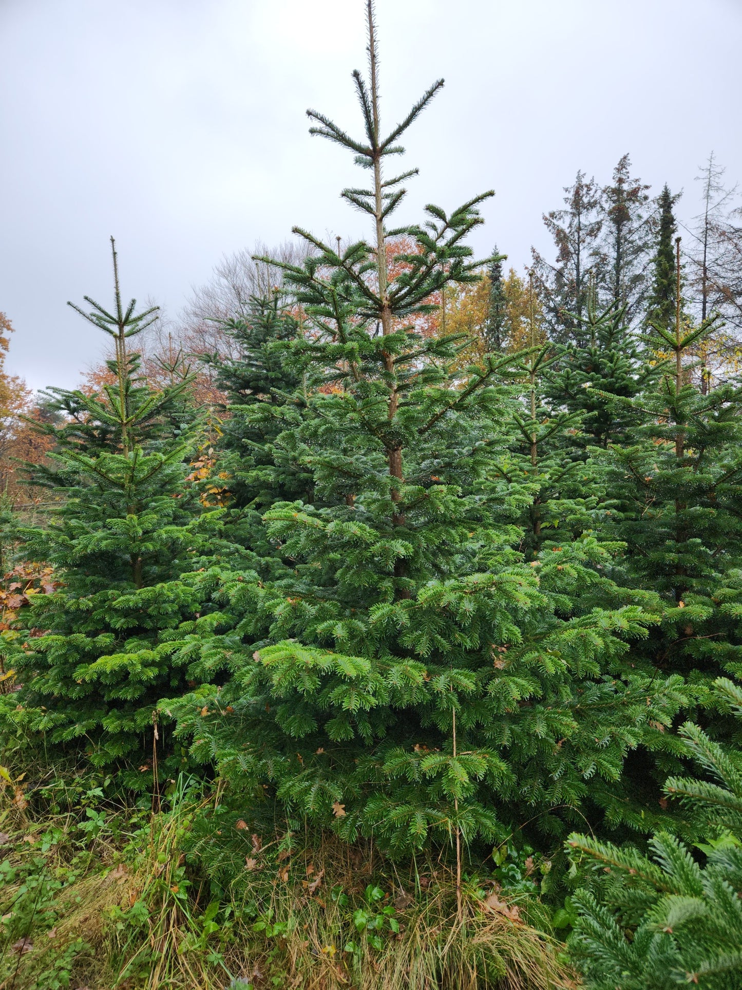 3,5-Meter Nordmannsgran (Dansk edelgran)
