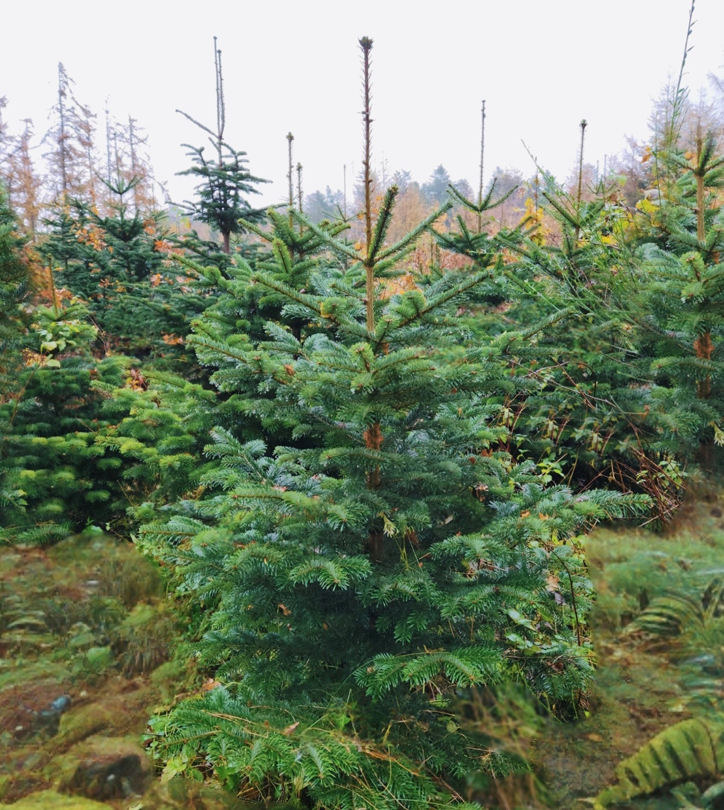 2,5-Meter Nordmannsgran (Dansk edelgran)