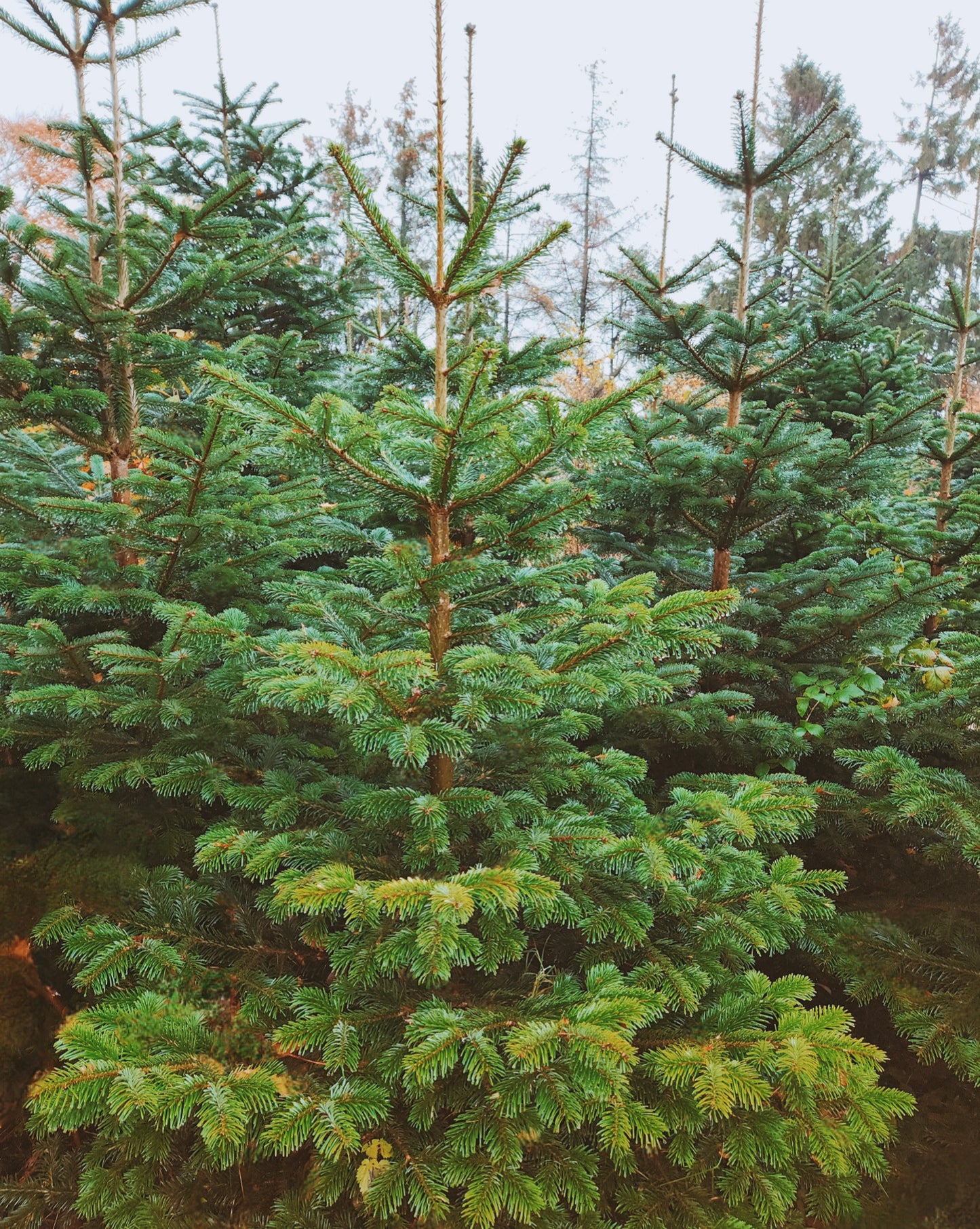 2,5-Meter Nordmannsgran (Dansk edelgran)