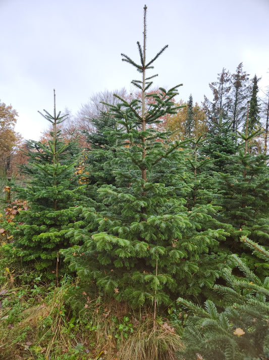 3-Meter Nordmannsgran (Dansk edelgran)
