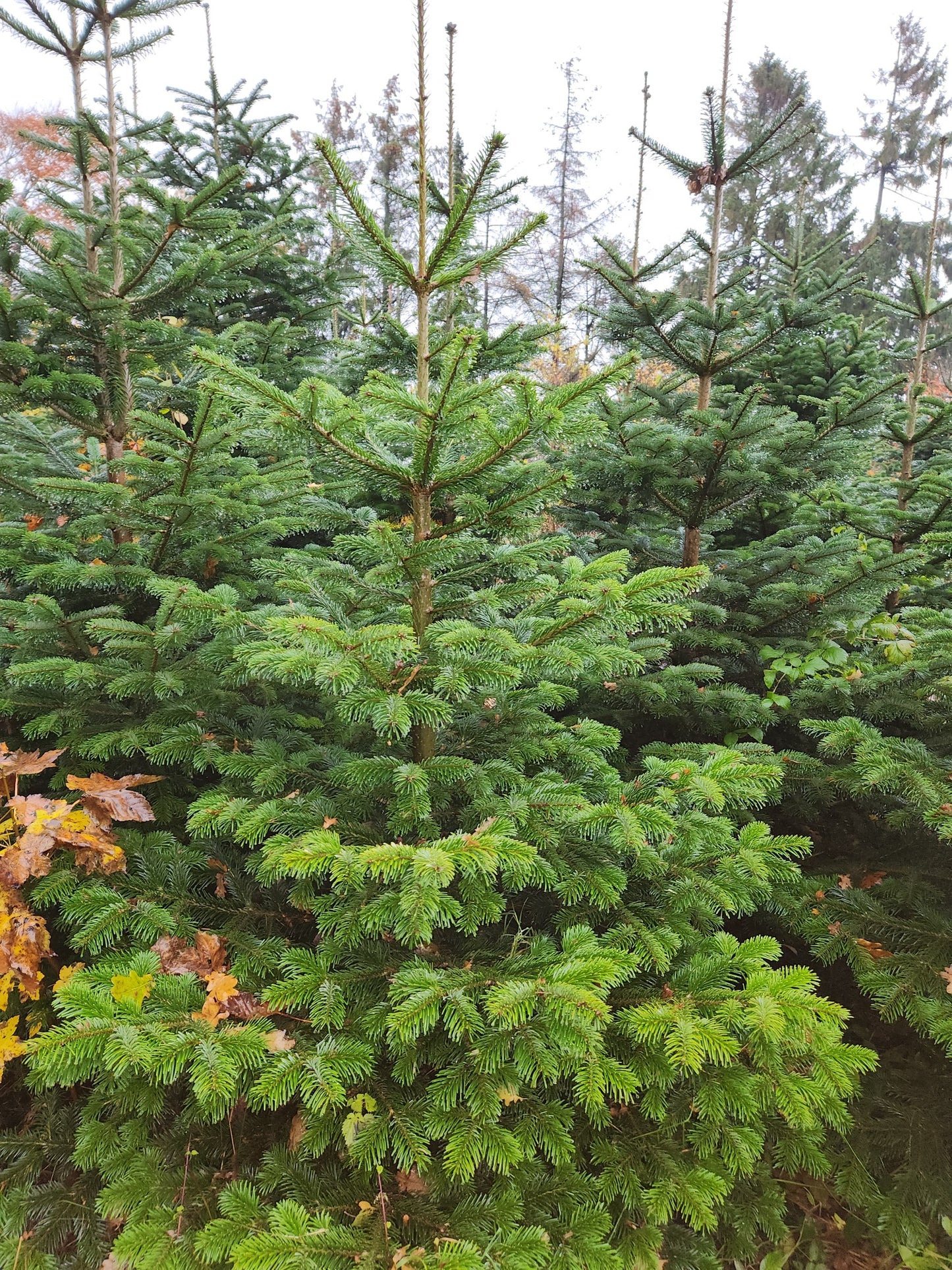 2,5-Meter Nordmannsgran (Dansk edelgran)