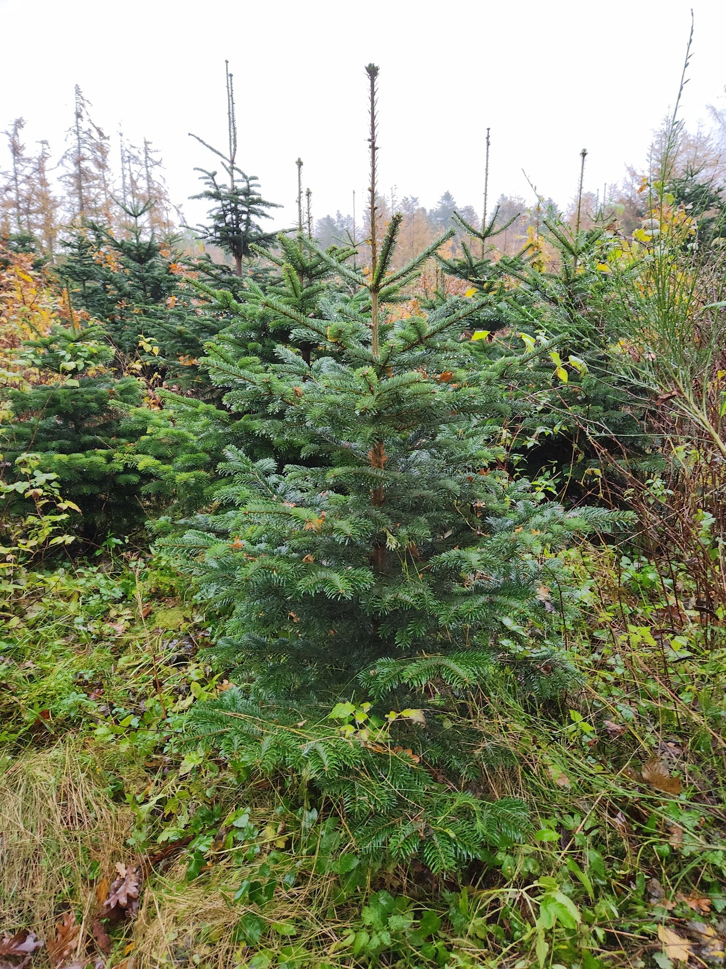 2,5-Meter Nordmannsgran (Dansk edelgran)