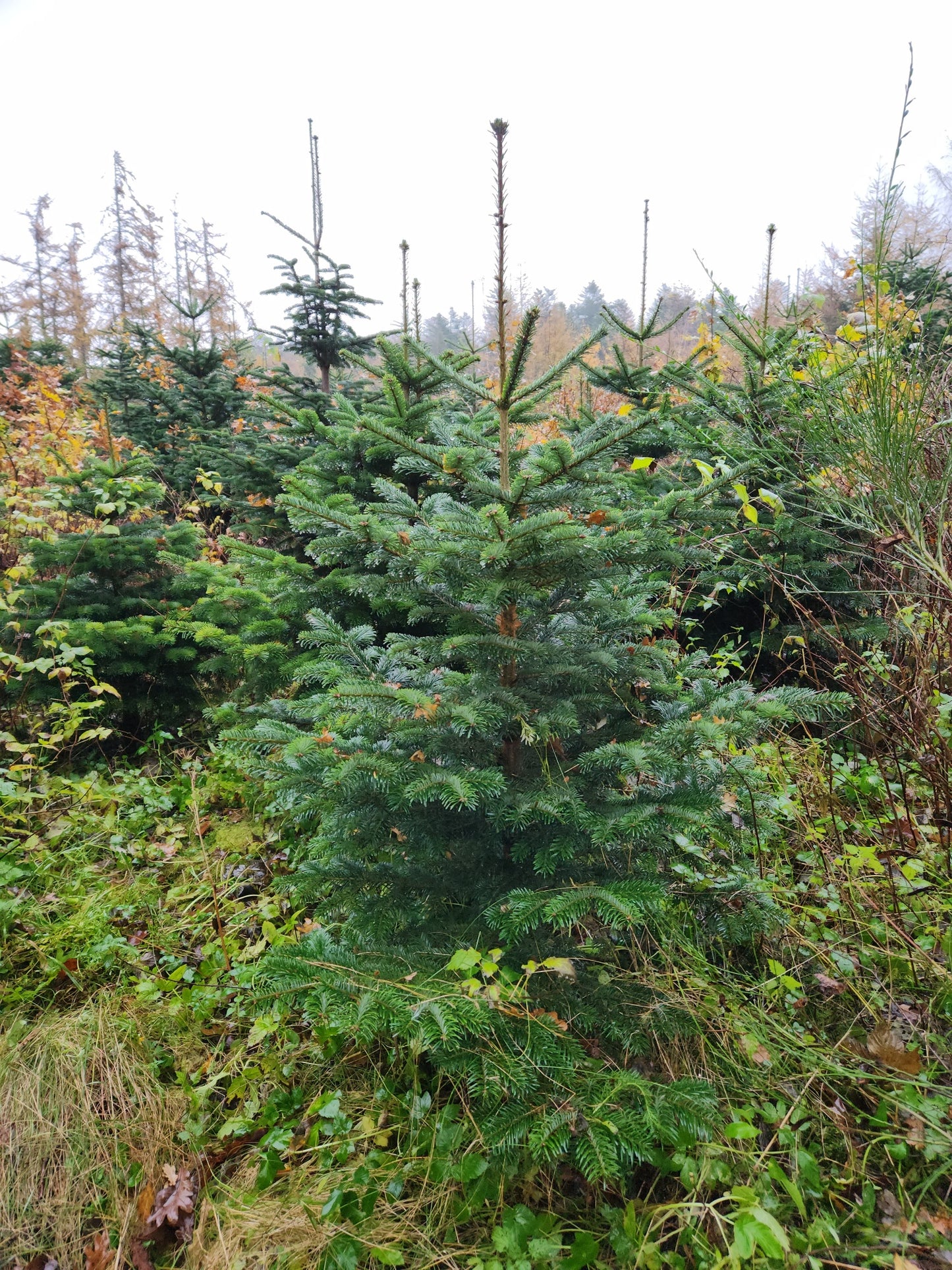 2,5-Meter Nordmannsgran (Dansk edelgran)