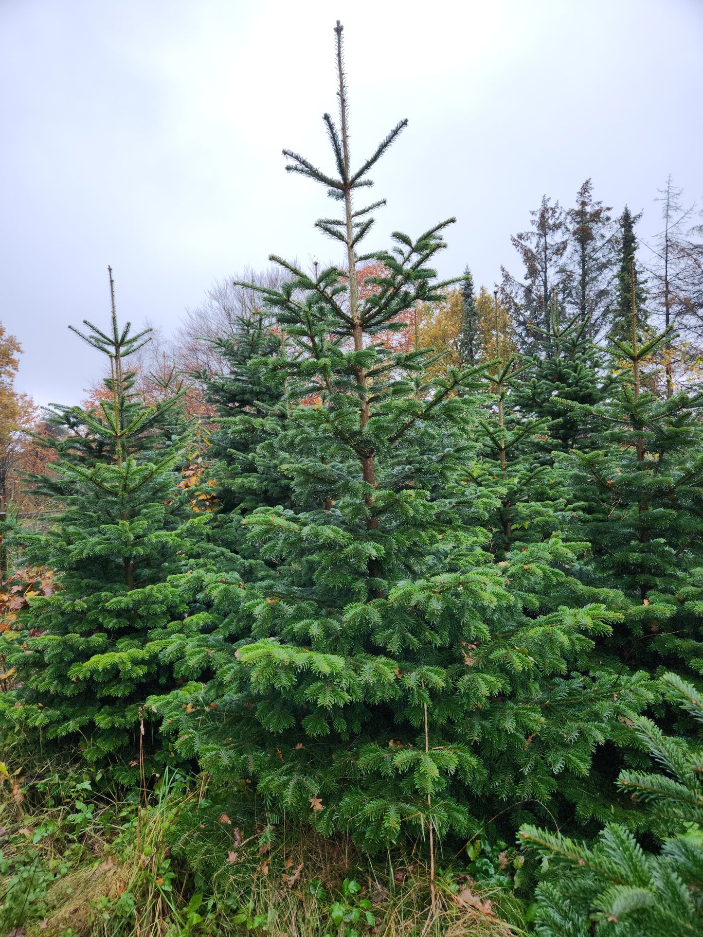 3-Meter Nordmannsgran (Dansk edelgran)