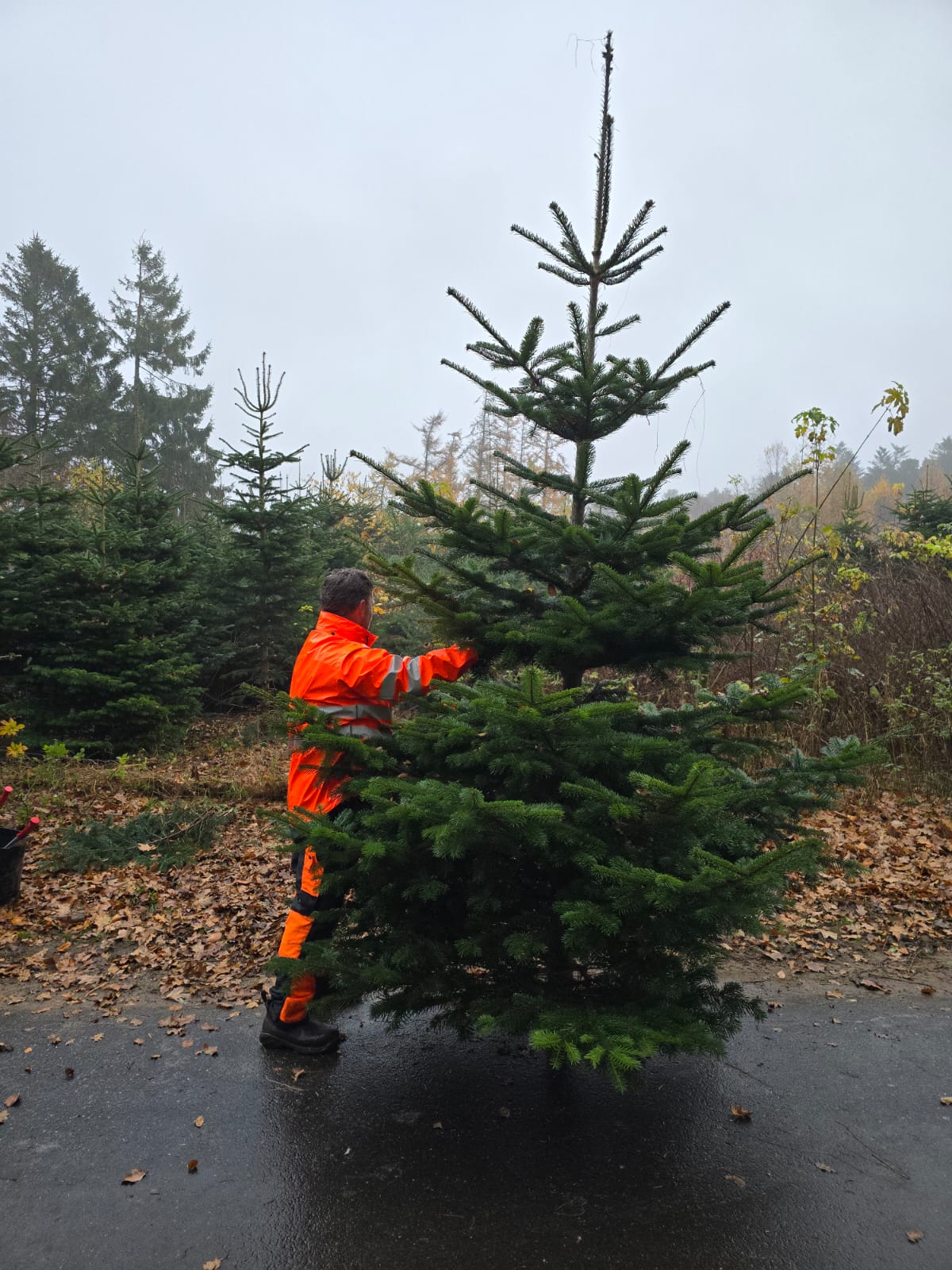 3,5-Meter Nordmannsgran (Dansk edelgran)