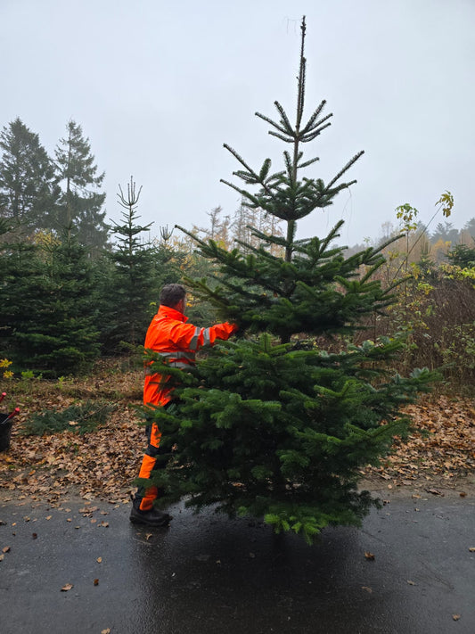 3,5-Meter Nordmannsgran (Dansk edelgran)