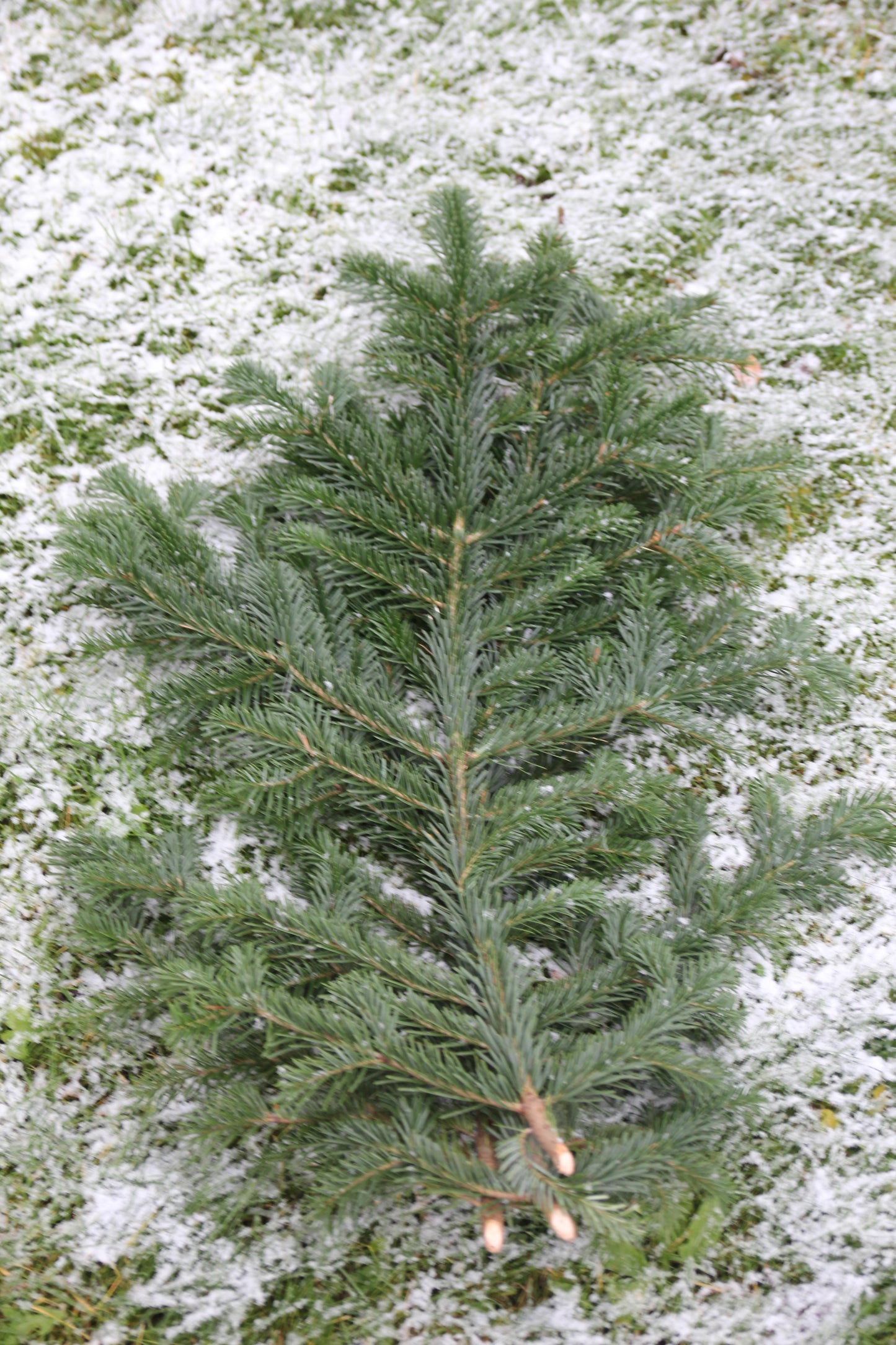 Pyntekvist fra Nordmannsgran (Pris inkluderer 5-stk per ordre)