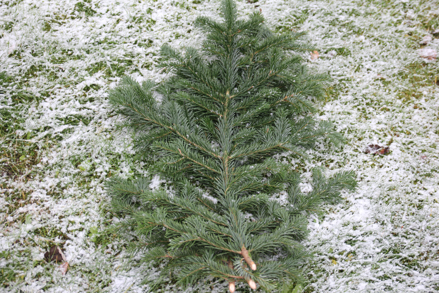 Pyntekvist fra Nordmannsgran (Pris inkluderer 5-stk per ordre)
