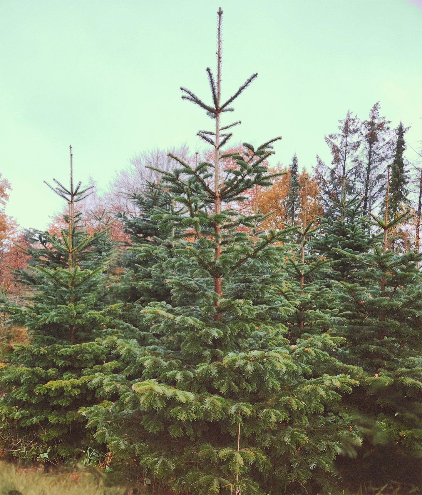 3,5-Meter Nordmannsgran (Dansk edelgran)